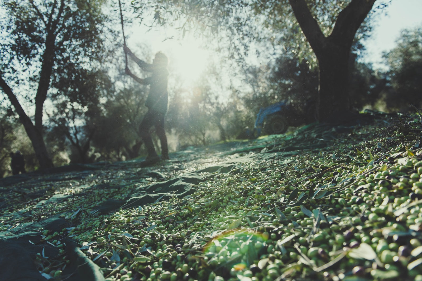 Campagna olearia 2024: il tuo olio è quasi pronto!