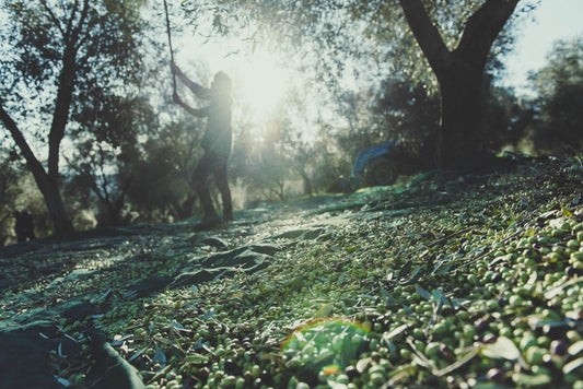 Campagna olearia 2024: il tuo olio è quasi pronto!