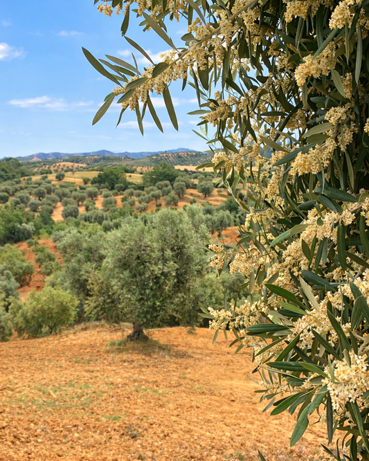 Primavera: risveglio vegetativo per il frutto del tuo olio