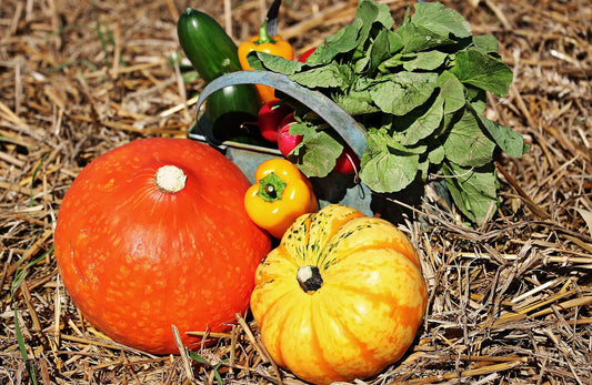 Autunno ed alimentazione: come aumentare le difese immunitarie