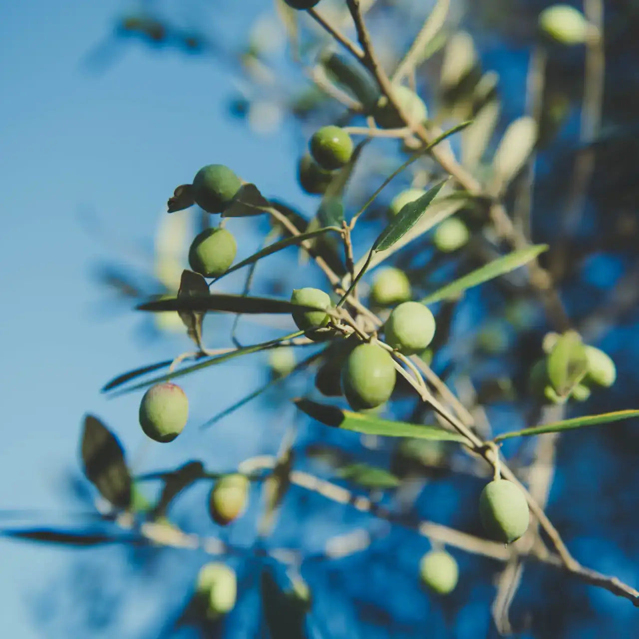 Olio Pata Gourmet il Deciso